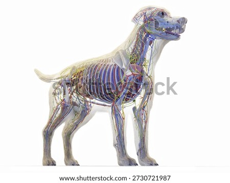 A 3D, full color render of the internal organs of a dog on a white background.