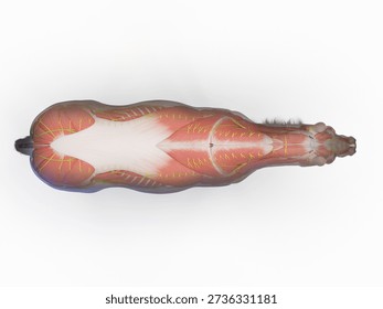 A 3D full color render shows the muscular system of a horse in superior view, highlighting dorsal musculature, presented against a clean white background.