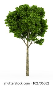 3d Ginkgo Tree Isolated Over White