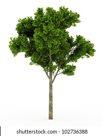 3d Ginkgo Tree Isolated Over White