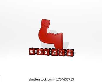3D graphical image of muscle vertically along with text built by metallic cubic letters from the top perspective, excellent for the concept presentation and slideshows. illustration and body