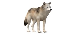 3d Gray Wolf On A White Background