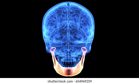 Glowing Human Brain Xray Skull Front Stock Illustration 71025415 ...