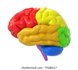 3d human brain with colored sections