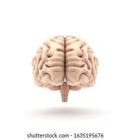 3d Human Brain Front View