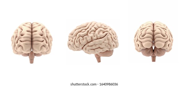 3d Human Brain Front View