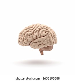 3d Human Brain Side View