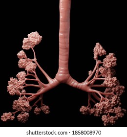 857 Bronchial tree Images, Stock Photos & Vectors | Shutterstock