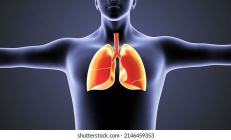 3d Human Circulatory System Lungs Anatomy Stock Illustration 2146459353 ...