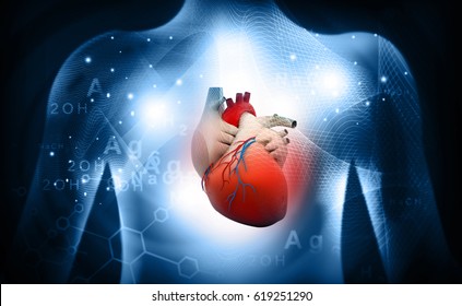 3d Human Heart  Medical Anatomy