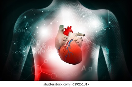 3d human heart  medical anatomy