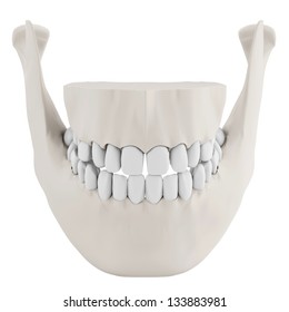 3d Human Jaw Bone Closed With Teeth On White Background