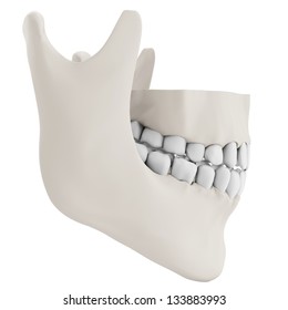 3d Human Jaw Bone Closed With Teeth On White Background