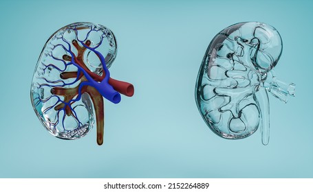 3d Human Kidneys Are Made Of Glass Abstract