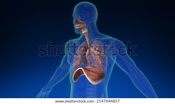 3d human lung\
inside human body with its parts visible. Medically accurate human\
lungs. 3d\
illustration.
