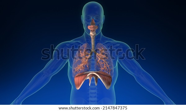 3d human lung\
inside human body with its parts visible. Medically accurate human\
lungs. 3d\
illustration.
