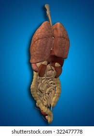 3D human or man internal abdominal or thorax organs for anatomy or health designs on blue gradient background for anatomy, medical, body, stomach, medicine, heart, biology, internal, lungs care digest