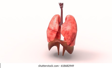 3d Human Respiratory System