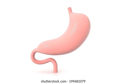 3D Human Stomach On White Background