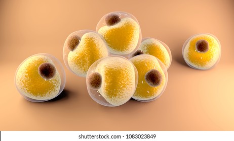 3d illustration Adipocytes