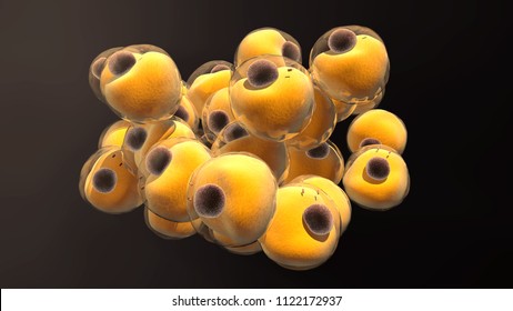 3d illustration Adipocytes or fat cells