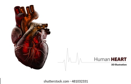 Real Heart Isolated High Res Stock Images Shutterstock