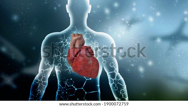 3d illustration \
Anatomy of Human Heart\
\
