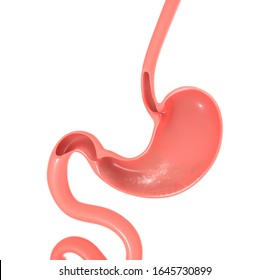 3D Illustration Of The Anatomy Of The Human Stomach, Esophagus And Intestine. Empty Section Showing The Empty Interior.