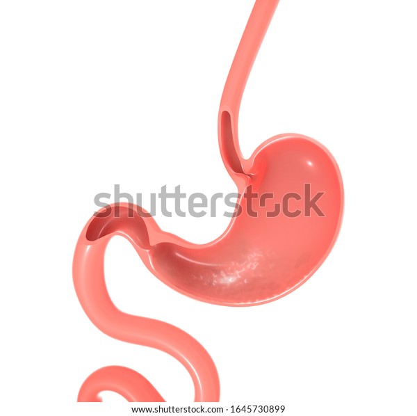 ヒトの胃 食道 腸の解剖学の3dイラスト 空の内部を示す空のセクション のイラスト素材