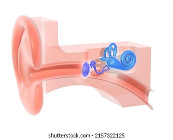 3d Illustration Of The Anatomy Of The Inner Ear. Graphic Representation Of The Cross Section Of The Interior And The Ear, Cochlea, Bones And Eardrum.