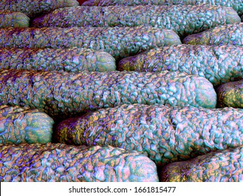 3d Illustration - Anthrax Bacteria