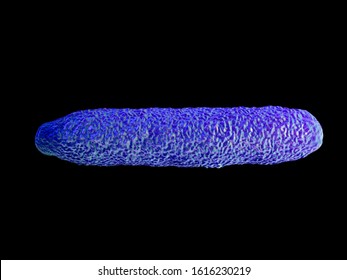 3d Illustration Of Anthrax Bacteria In High Details