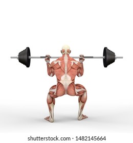 3D Illustration of a athlete with a barbell with muscle maps isolated on white background