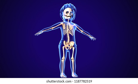 3d Illustration Of Baby Skeleton Anatomy 