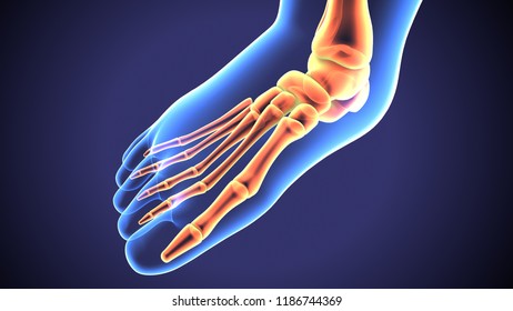 3d illustration of baby skeleton foot bones 