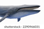 3d illustration of a blue whale. plain white background. professional studio lighting. lateral view