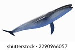 3d illustration of a blue whale. plain white background. professional studio lighting. inferior view