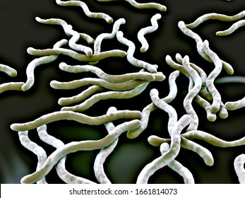 3d illustration - Borrelia Burgdorferi Bacteria