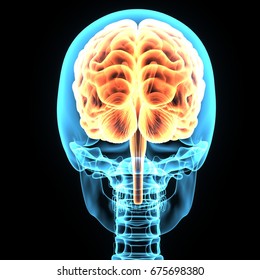 3d Illustration Human Brain Anatomy Stock Illustration 655498333 3d Illustration Human Brain Anatomy Stock Illustration 655498333