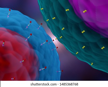 3d Illustration Of A CAR T Cell Interacting With A Cancer Cell