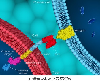 3D Illustration Of Chimeric Antigen Receptor (CAR) T-cell Therapy