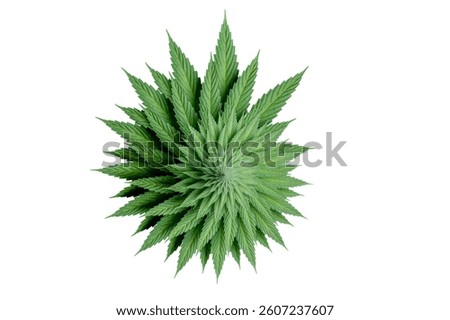 3d illustration of circular spiralic pattern made of Cannabis leaf in isolated on white. Weed, cannabis legalize, and hemp-related concept. 3d render. 3D Illustration
