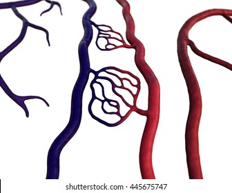 Artery Vein Capillary High Res Stock Images Shutterstock