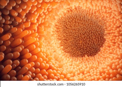 3D illustration close-up Intestinal villi. Intestine lining. Microscopic villi and capillary. Human intestine. Concept of a healthy or diseased intestine.