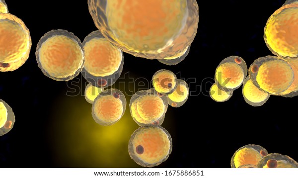 3D illustration\
of a cluster of Fat\
cells.