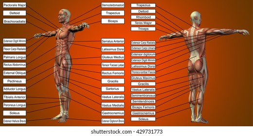 3D  illustration of a concept human man anatomy and muscle for sport and text on red background metaphor to body, tendon, spine, fit, builder, strong, biological, skinless shape posture health medical