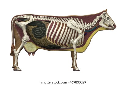 Cow Skeleton Images, Stock Photos & Vectors | Shutterstock