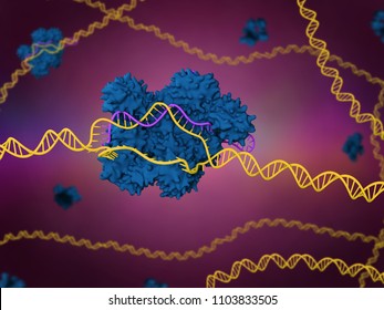 3d illustration of the CRISPR-Cas9 genome editing system