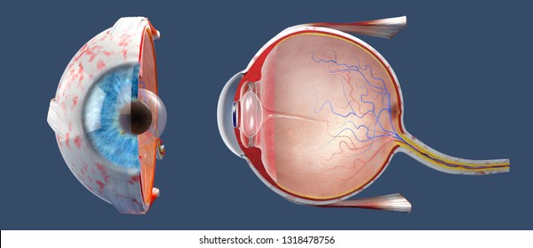 3D illustration of a cross-section of the human eye in a side view and a frontal view