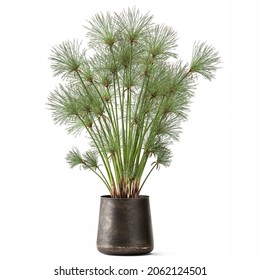 3D illustration decorative Cyperus papyrus in a rust flowerpot Isolated on a white background